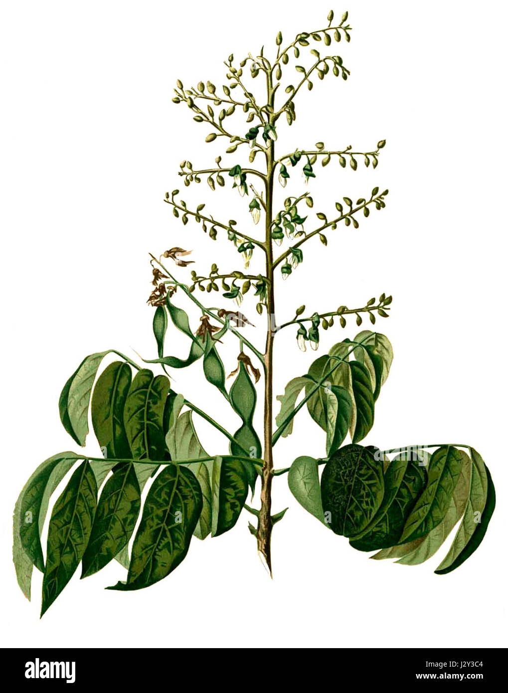Aganope thyrsiflora Blanco2.336-cropped Stock Photo