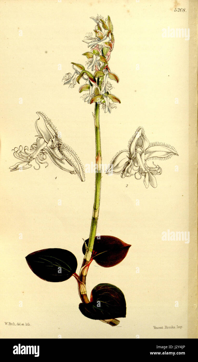 Anoectochilus setaceus (var. inornatus) - Curtis' 86 (Ser. 3 no. 16) pl. 5208 (1860) Stock Photo