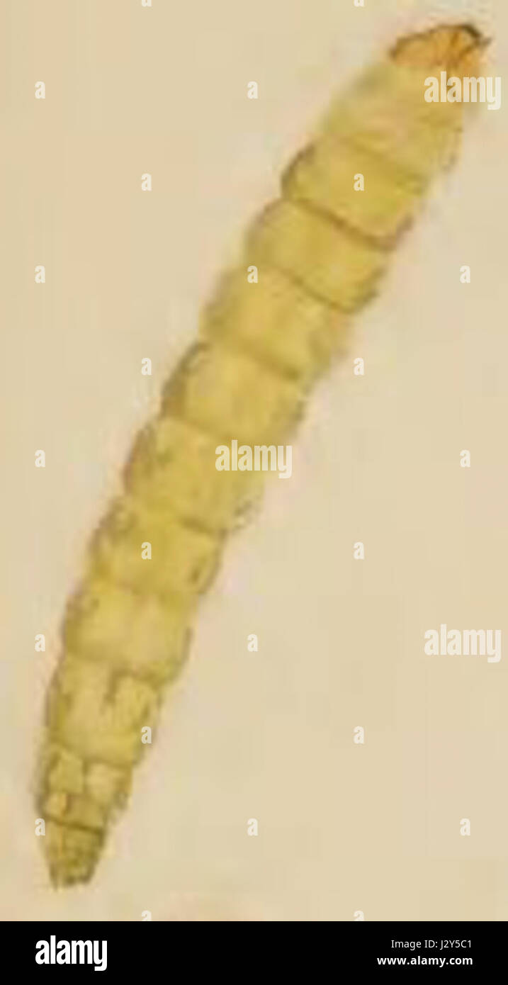 Aristaea pavoniella is a species of moth, and the larva refers to its ...