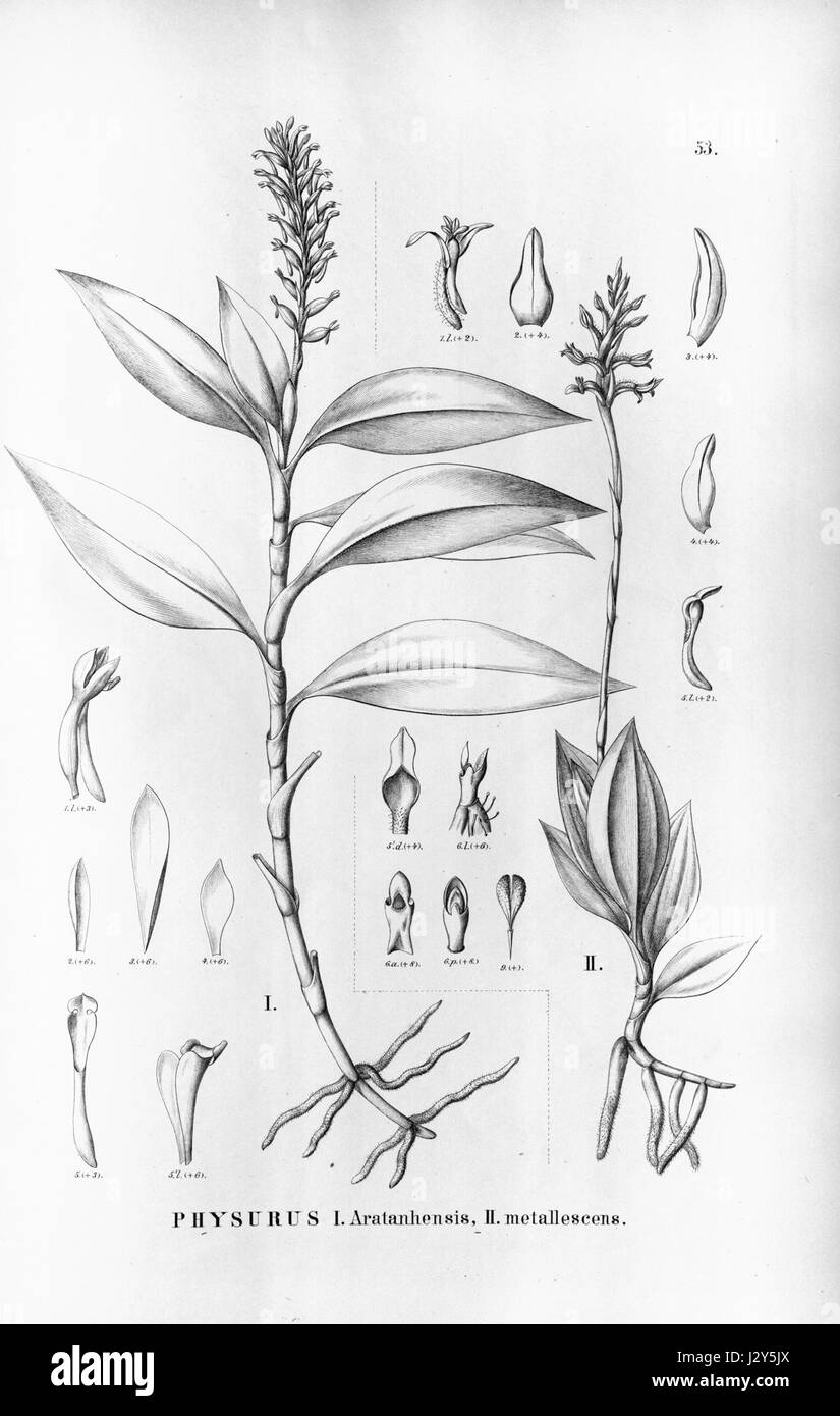Aspidogyne foliosa (as Physurus aratanhensis) - Aspidogyne metallescens (as Physurus metallescens) - Flora Brasiliensis 3-4-53 Stock Photo