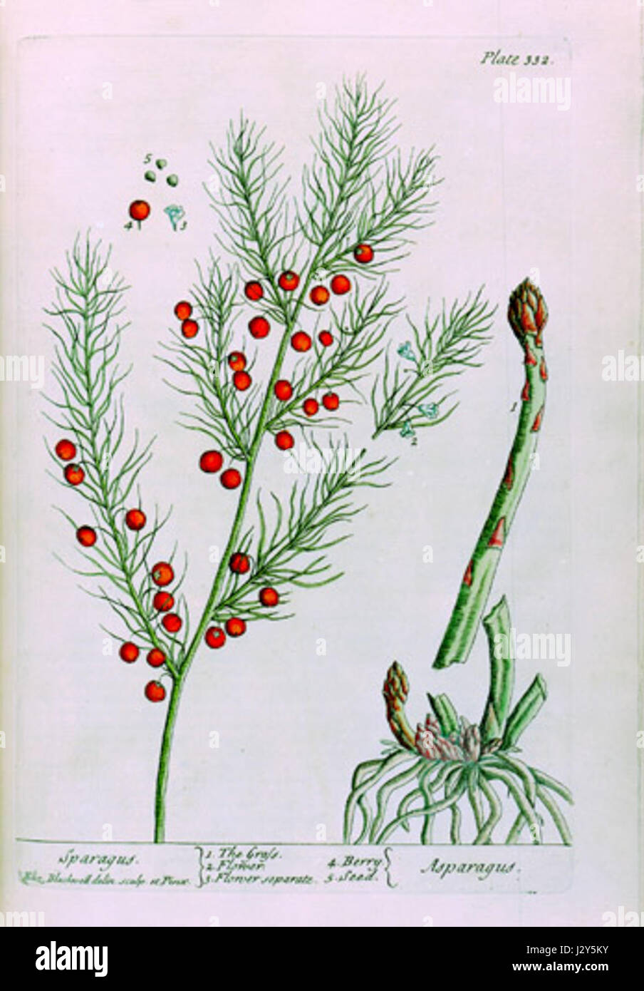 Филлокладии спаржи