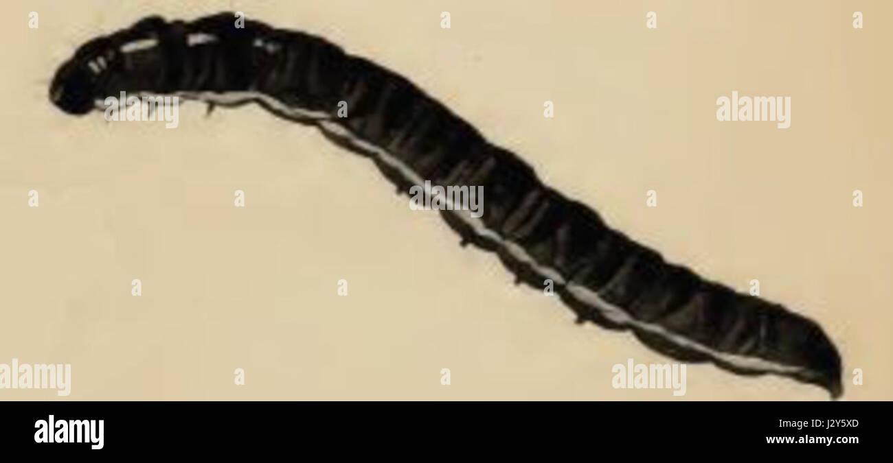 Athrips mouffetella larva Stock Photo Alamy