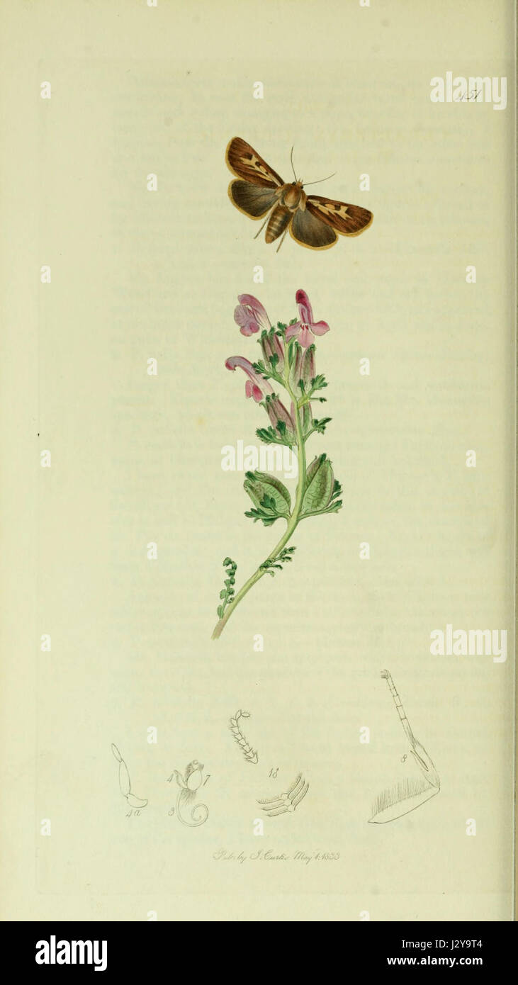 Insects public domain hi-res stock photography and images - Alamy