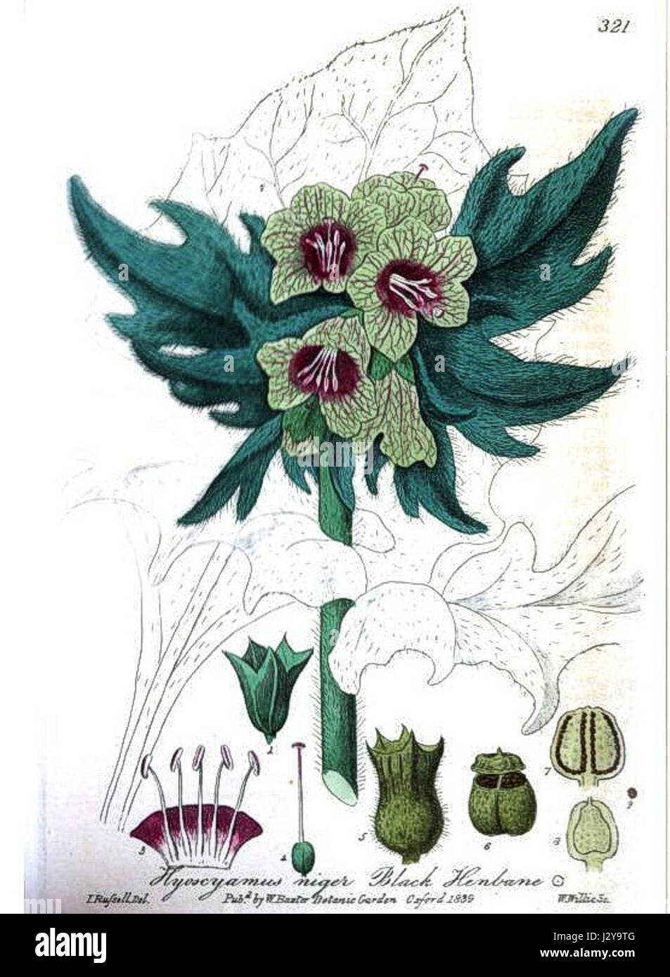 *British Phaenogamous Botany* is a botanical work detailing the study ...