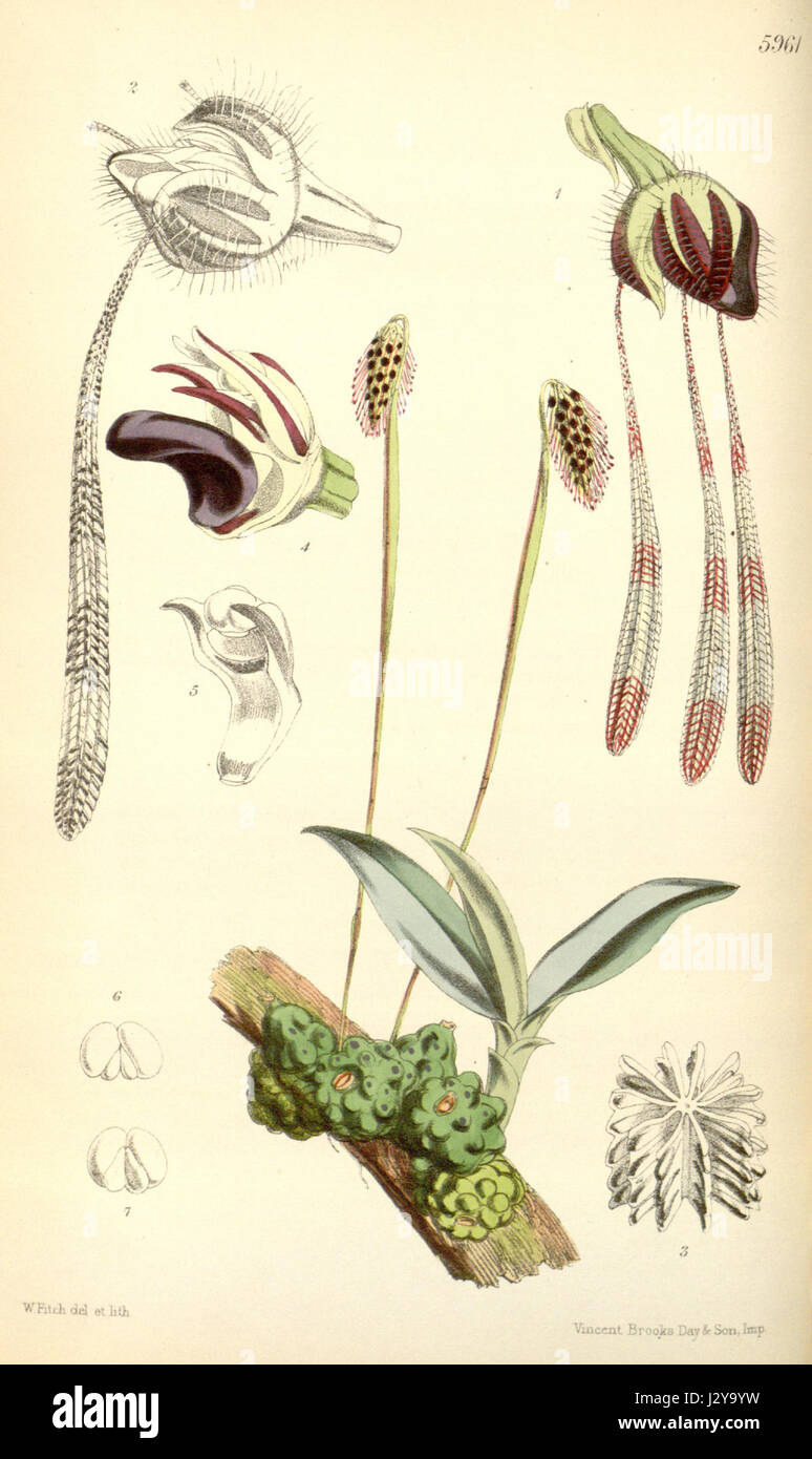 Bulbophyllum lemniscatum (spelled Bolbophyllum lemniscatum) - Curtis' 98 (Ser. 3 no. 28) pl. 5961 (1872) Stock Photo