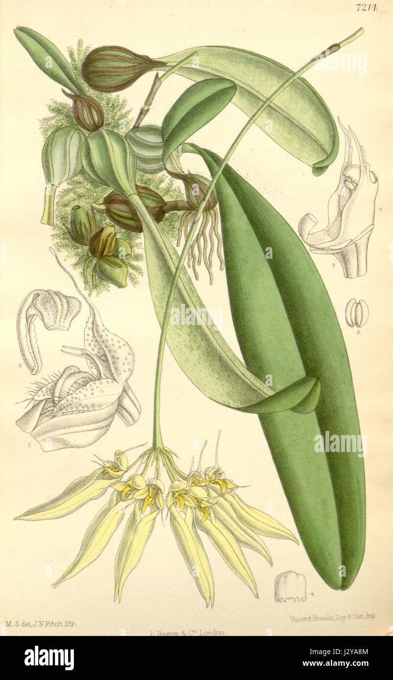 Bulbophyllum longiflorum (as Cirrhopetalum thouarsii) - Curtis' 118 (Ser. 3 no. 48) pl. 7214 (1892) Stock Photo