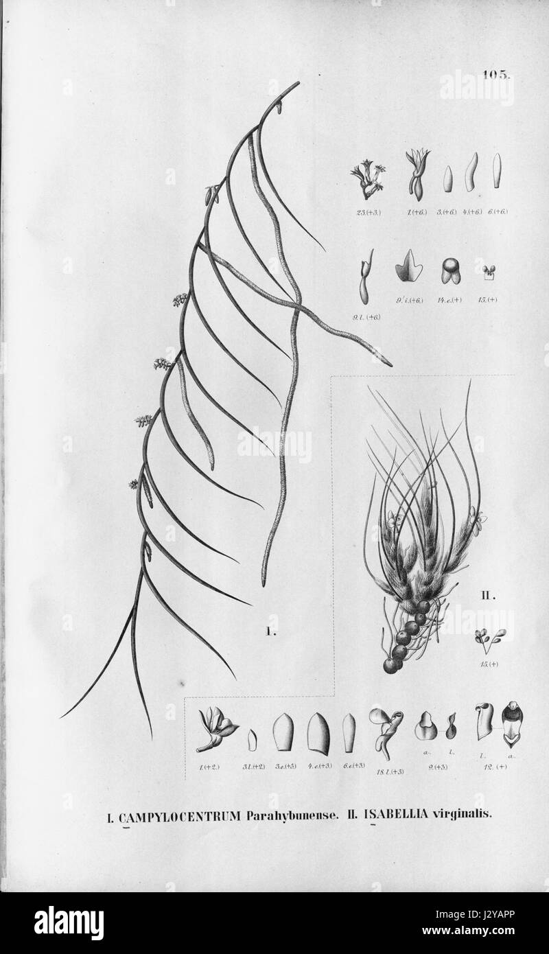 Campylocentrum parahybunense - Isabelia virginalis - Fl.Br. 3-6-105 Stock Photo