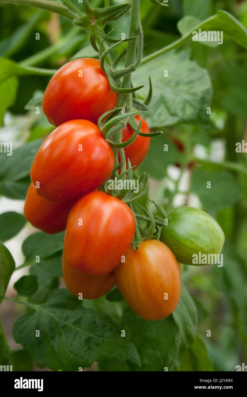 Tomato plant with red and green grape tomatoes Stock Photo