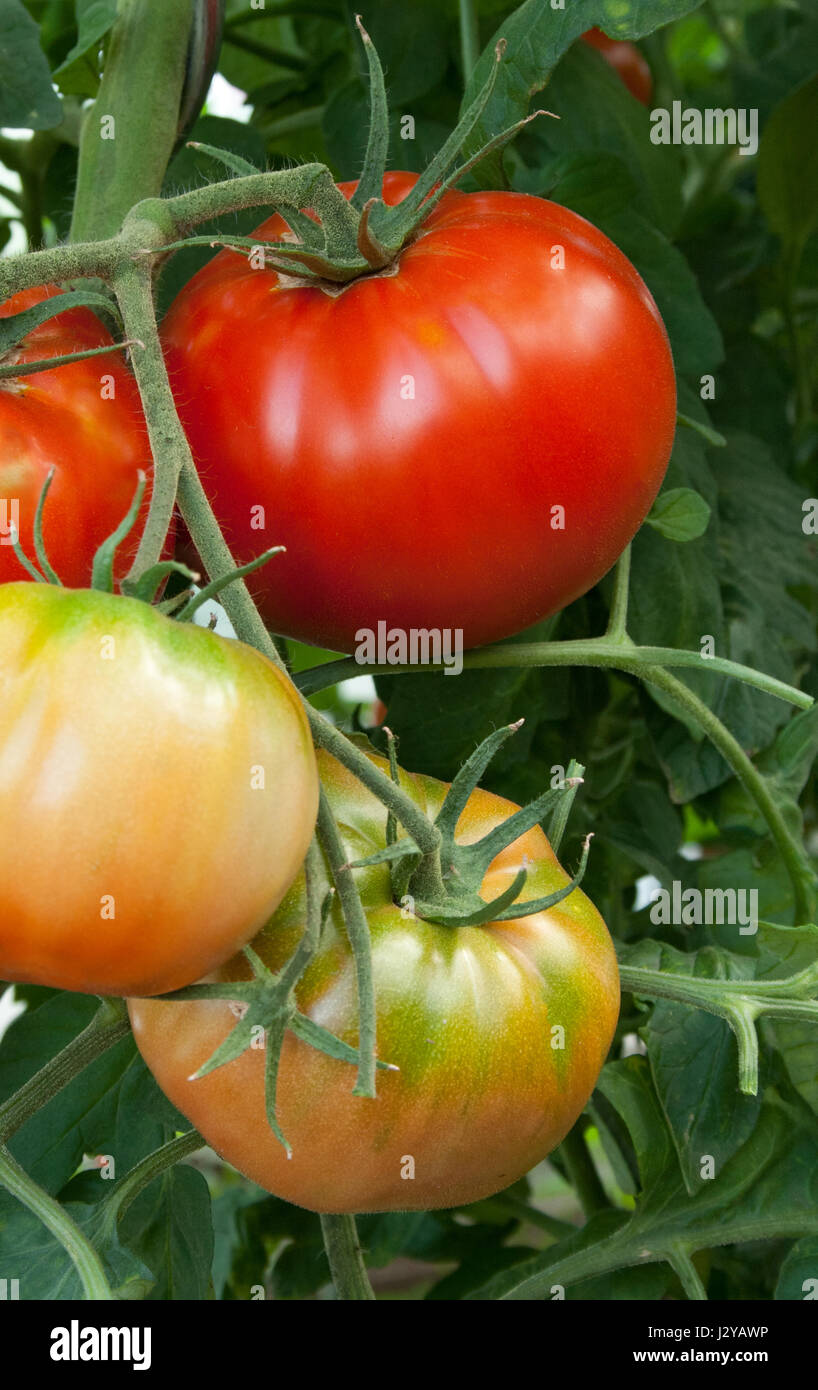 Tomato plant with green and red beeftomatoes Stock Photo - Alamy