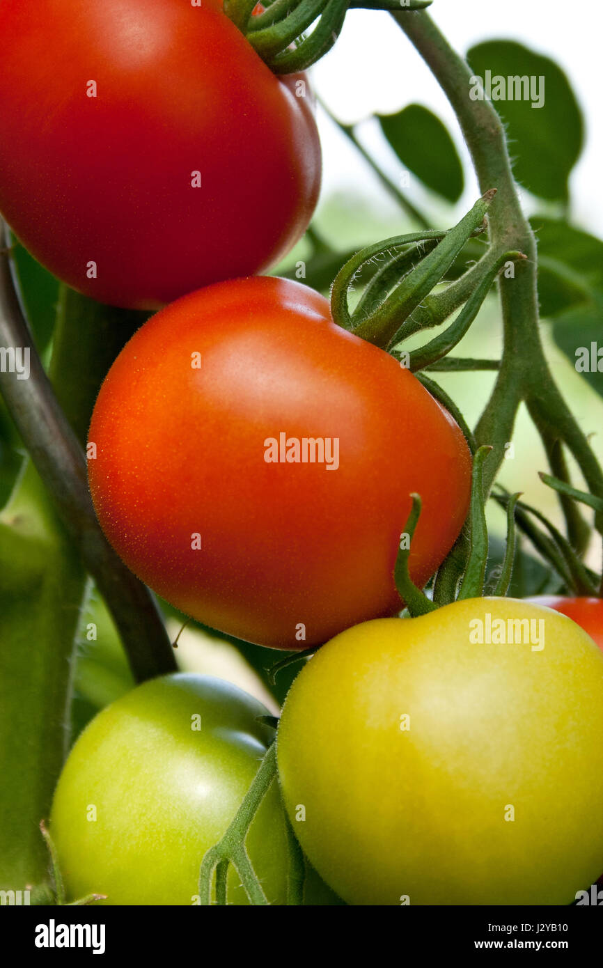 Tomato plant with red and green tomatoes Stock Photo - Alamy