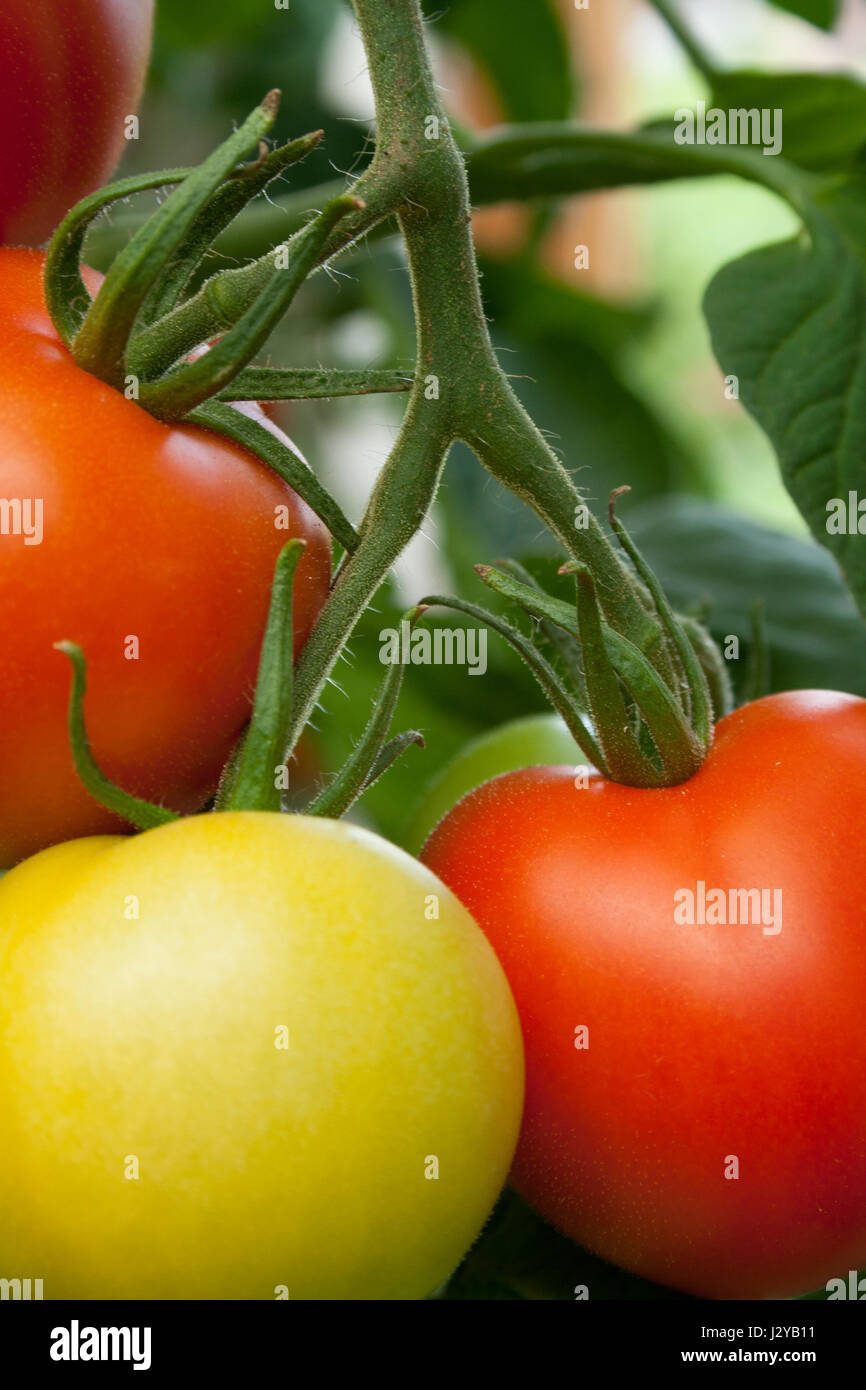 Tomato plant with red and green tomatoes Stock Photo - Alamy