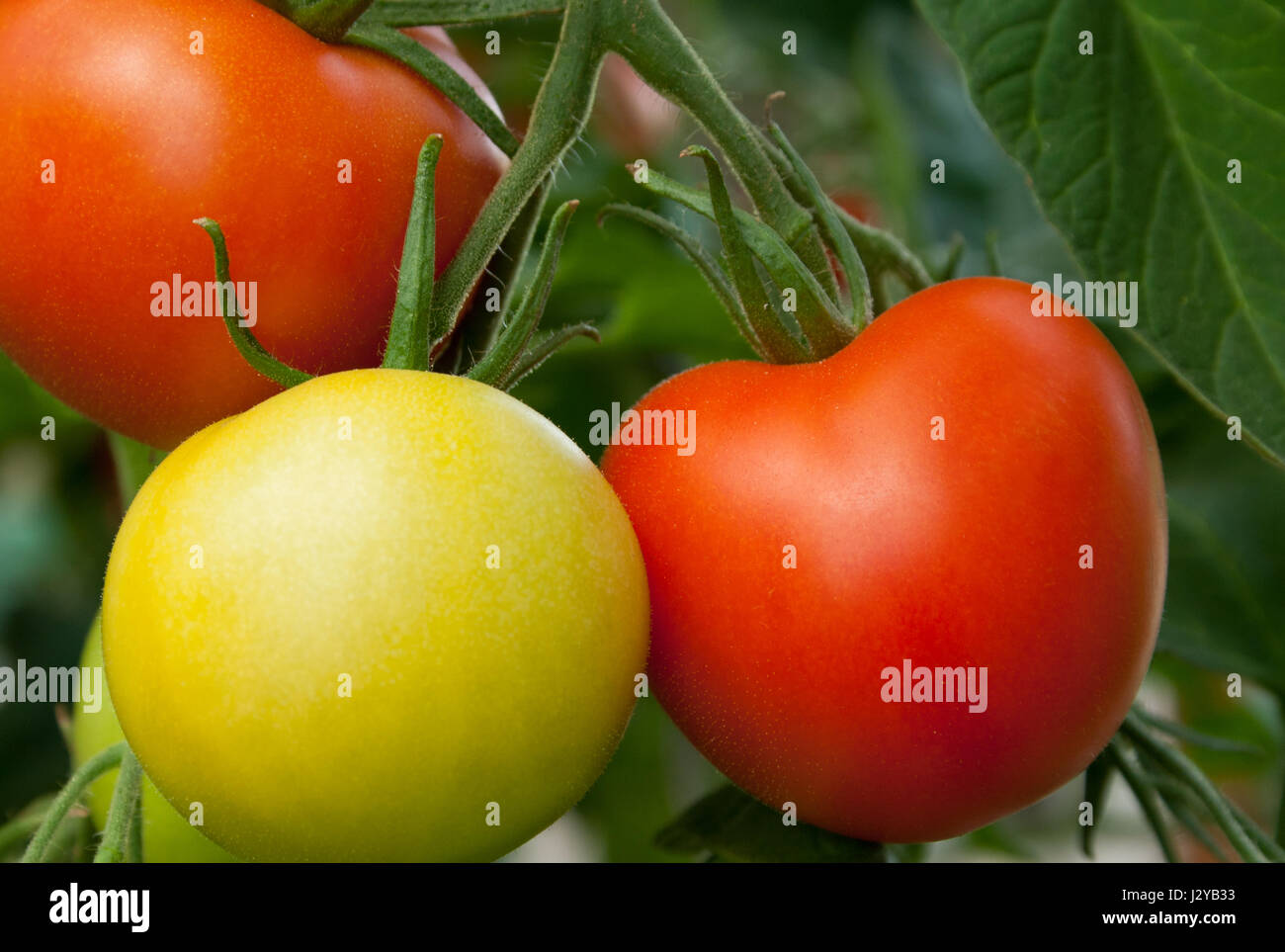 Tomato plant with red and green tomatoes Stock Photo - Alamy