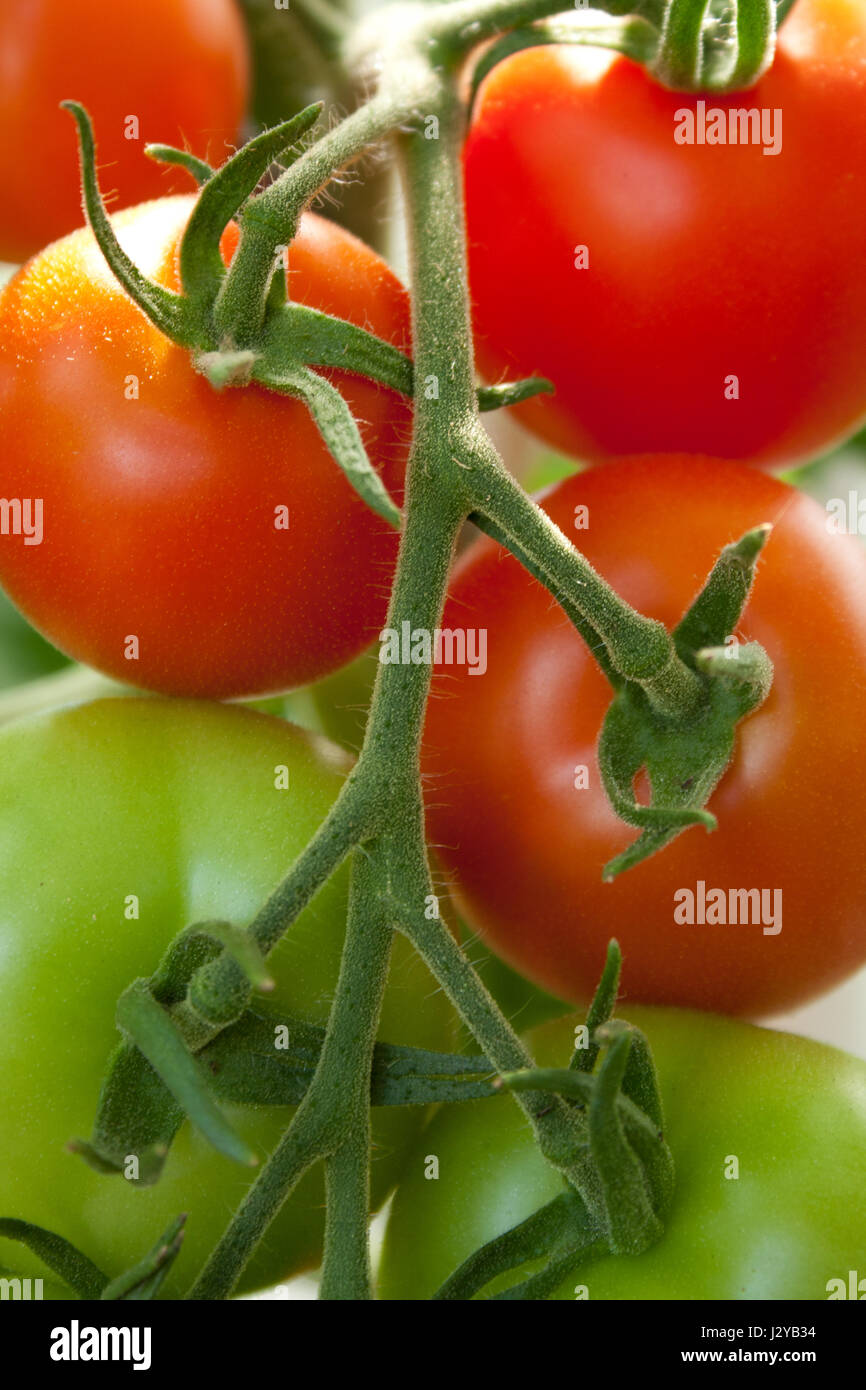 Tomato plant with red and green tomatoes Stock Photo - Alamy
