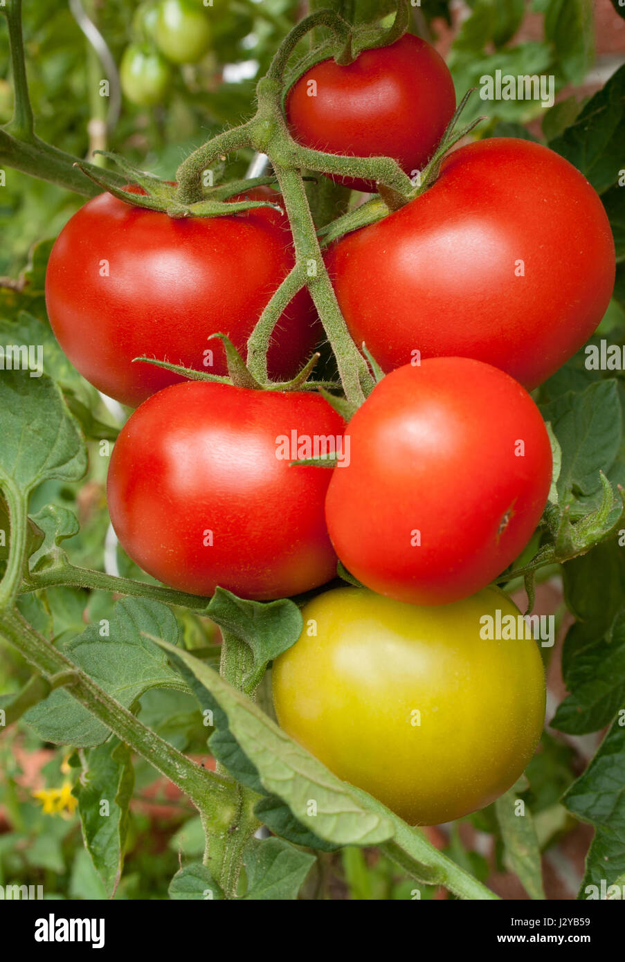 Tomato plant with red and green tomatoes Stock Photo - Alamy