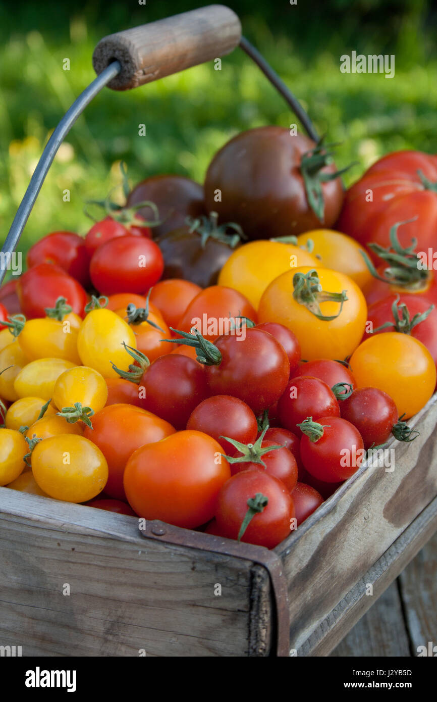 Basket with different types of ripe, fresh tomatoes Stock Photo