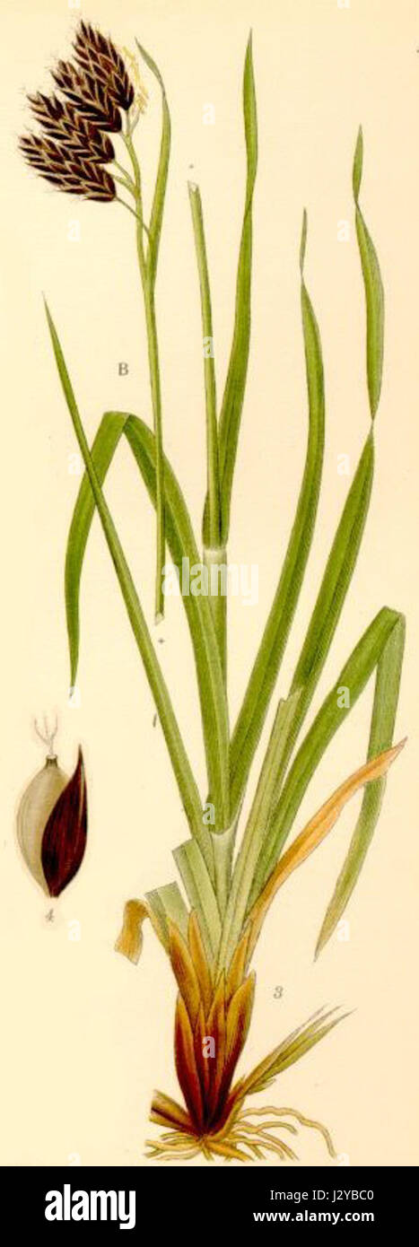 Carex atrata Stock Photo