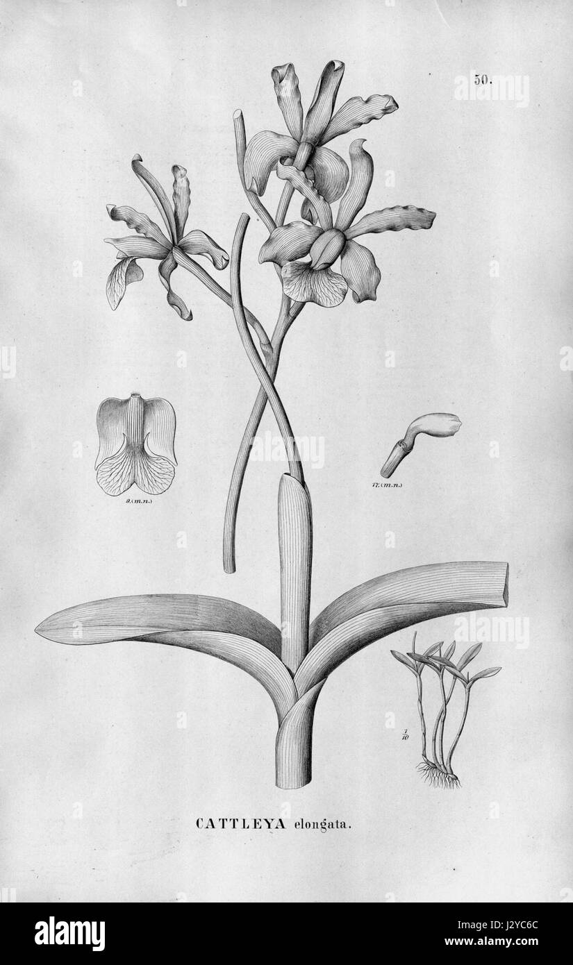 Cattleya elongata - Fl.Br.3-5-050 Stock Photo