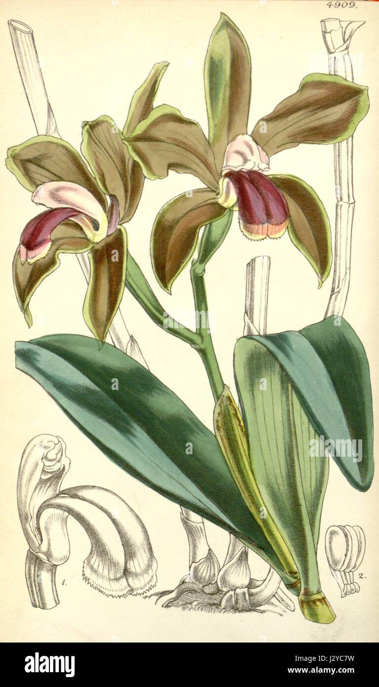 Cattleya bicolor - Curtis 82-4909 (1856) Stock Photo