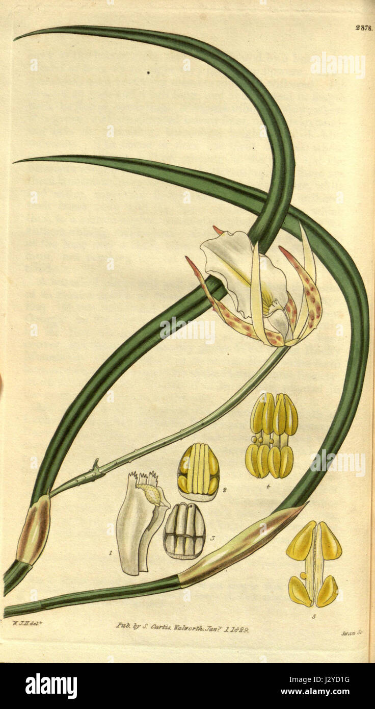 Brassavola tuberculata - Curtis' 56 (NS 3) pl. 2878 (1829) Stock Photo