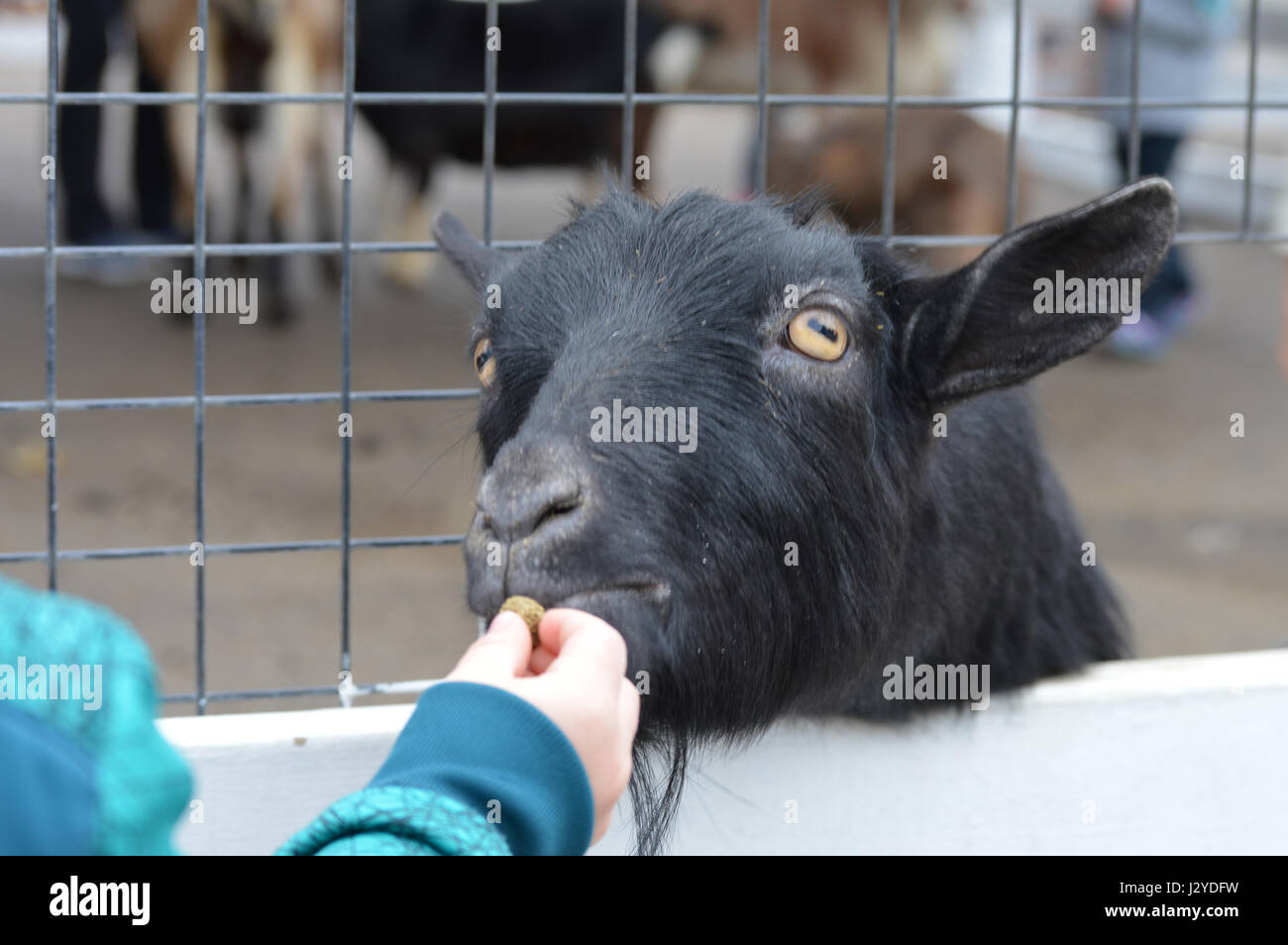 Kid feeding a goat at the farm Stock Photo Alamy