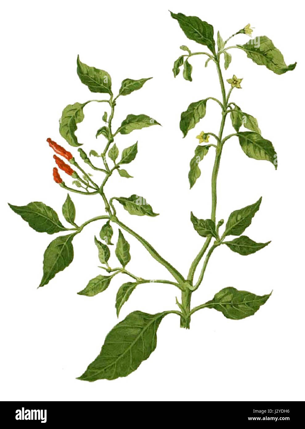 Capsicum minimum Blanco1.47cropped Stock Photo Alamy