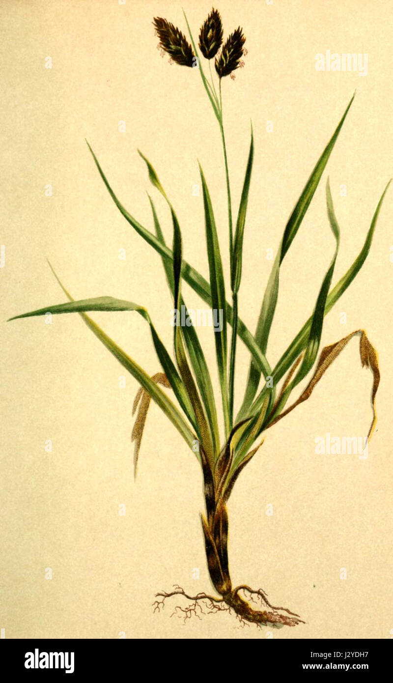 Carex atrata Atlas Alpenflora Stock Photo