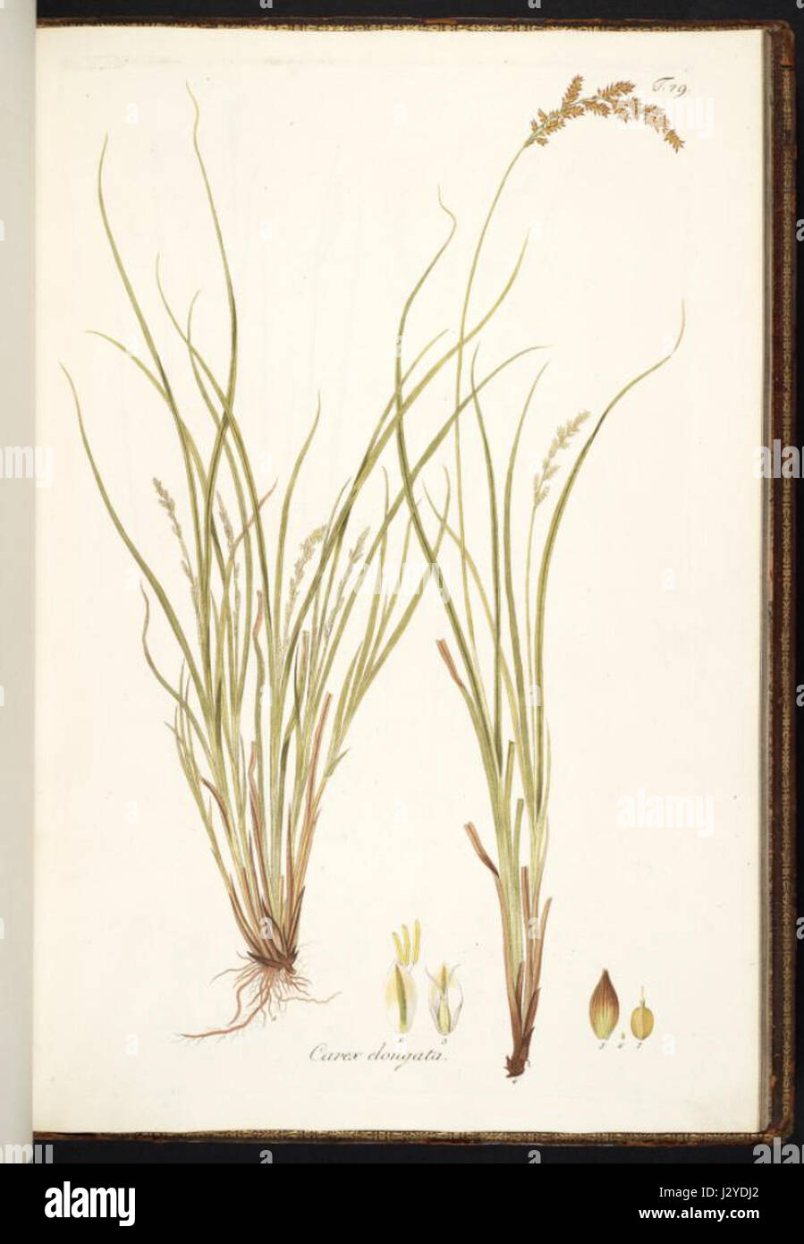 Carex elongata Stock Photo