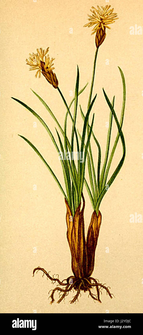 Carex curvula Atlas Alpenflora Stock Photo