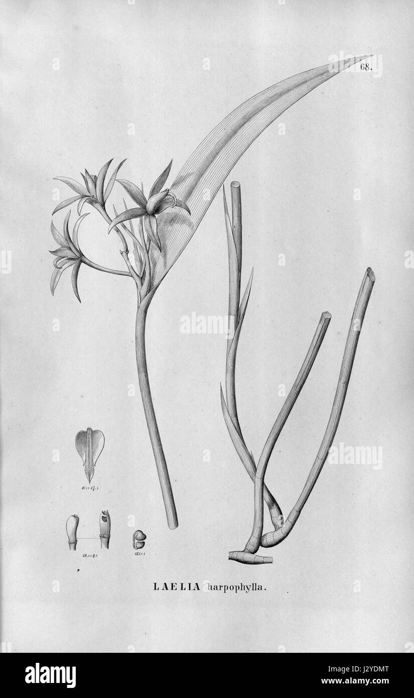 Cattleya harpophylla (as Laelia harpophylla) - Fl.Br.3-5-068 Stock Photo