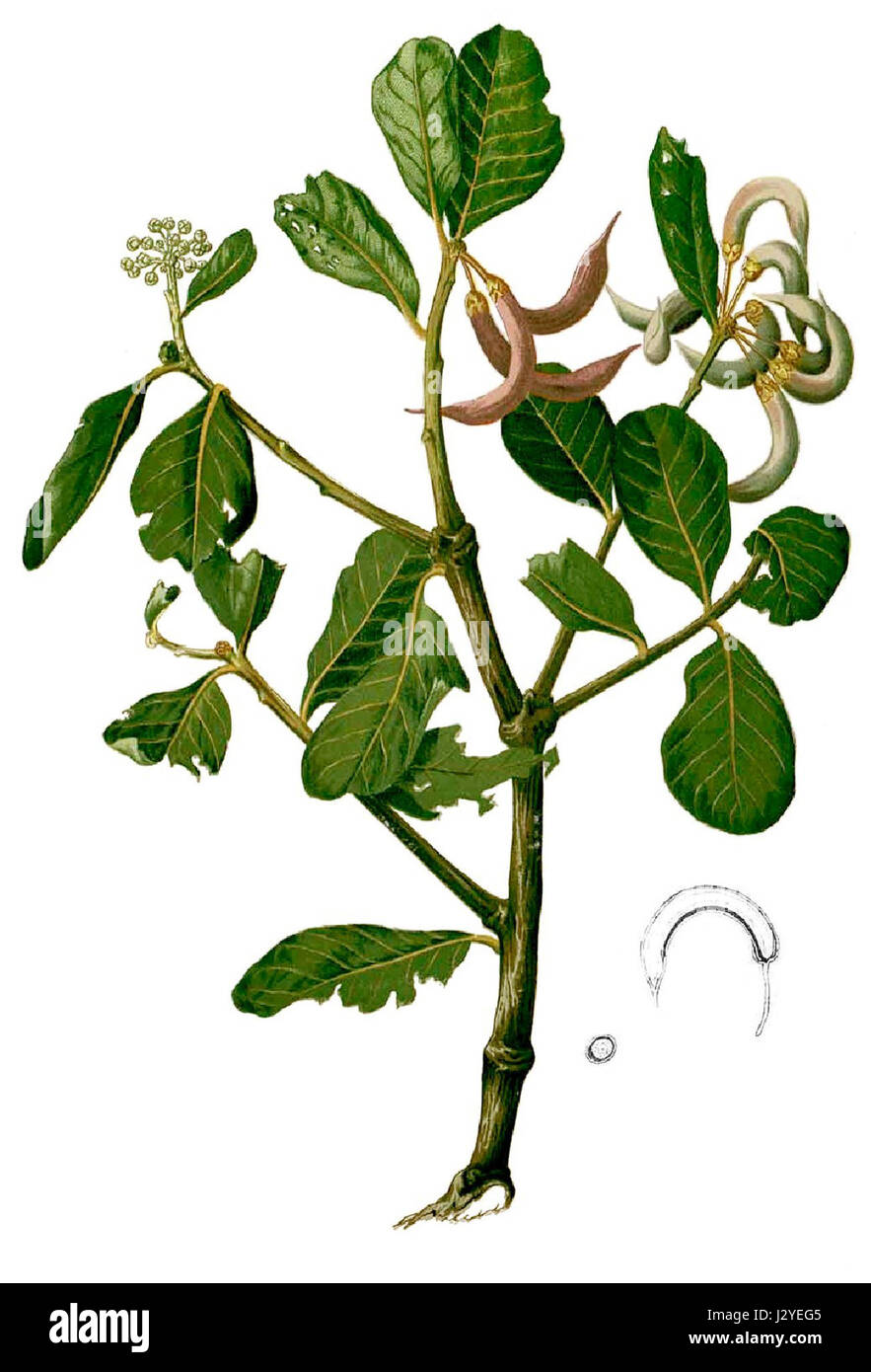 Aegiceras corniculatum Blanco1.38-cropped Stock Photo