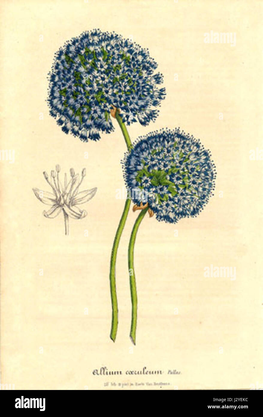 Allium caeruleum - Lemaire Stock Photo
