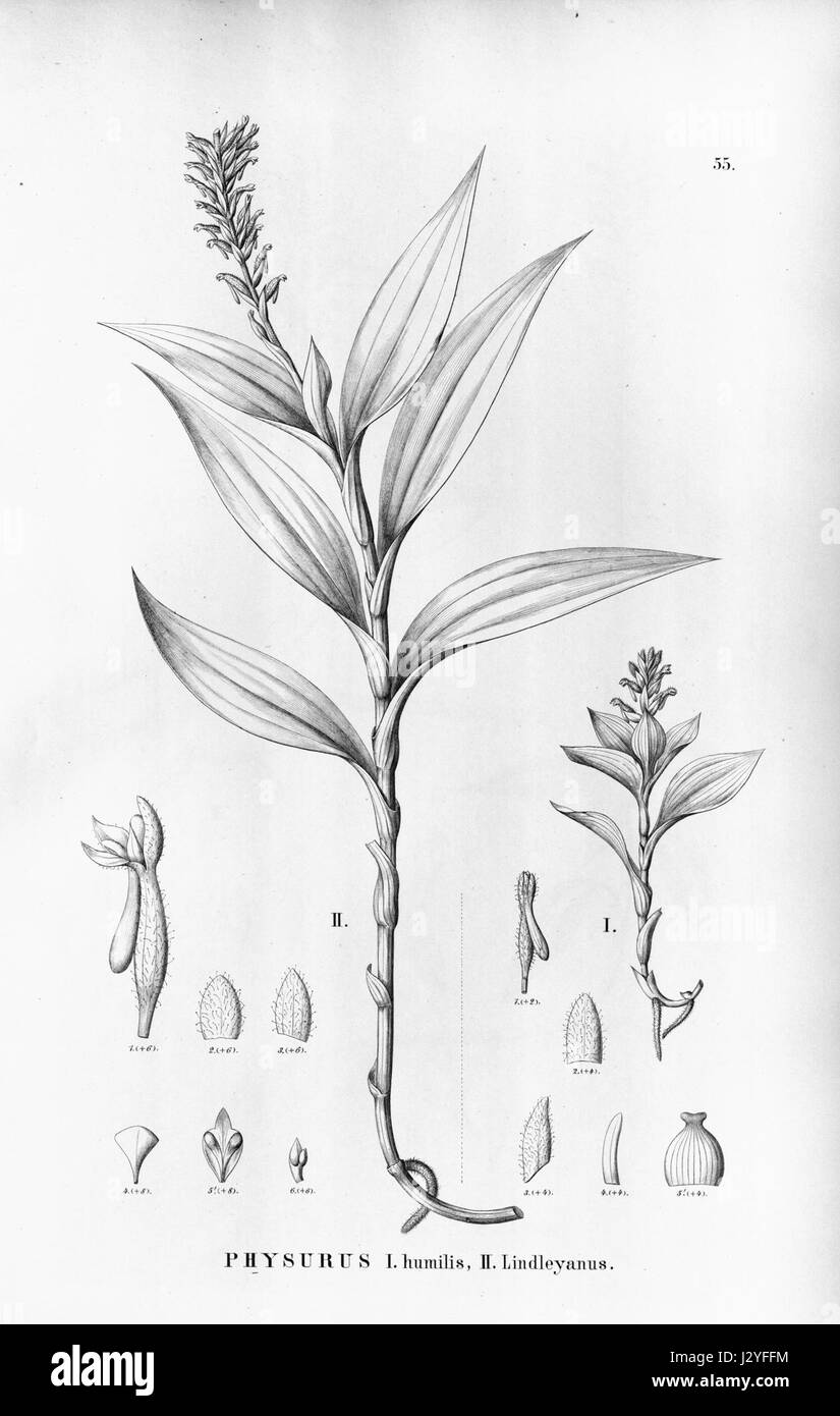Aspidogyne hylibates (as Physurus humilis) - Aspidogyne lindleyana (as Physurus lindleyanus) - Flora Brasiliensis 3-4-55 Stock Photo