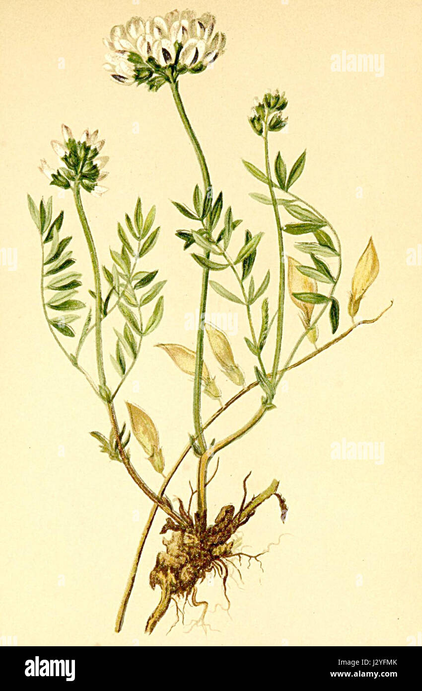 Astragalus australis Atlas Alpenflora Stock Photo