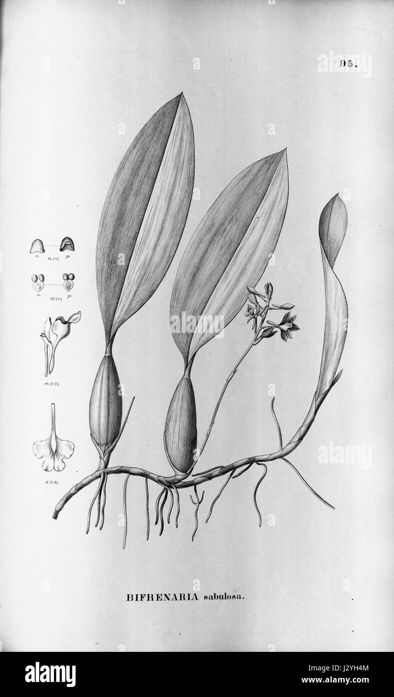 Bifrenaria longicornis (sabulosa) - Flora Brasiliensis 3-5-95 Stock Photo