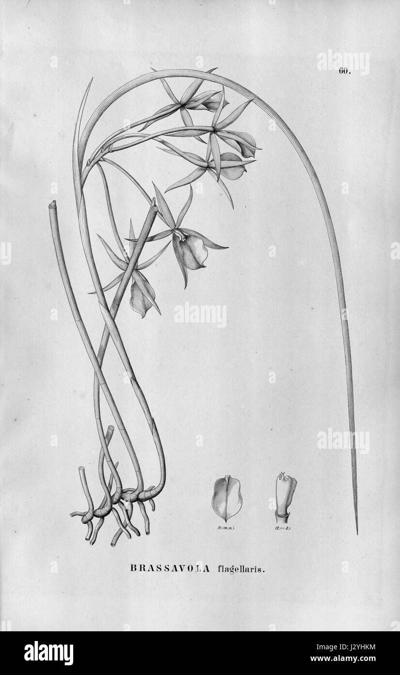 Brassavola flagellaris - Flora Brasiliensis 3-5-60 Stock Photo