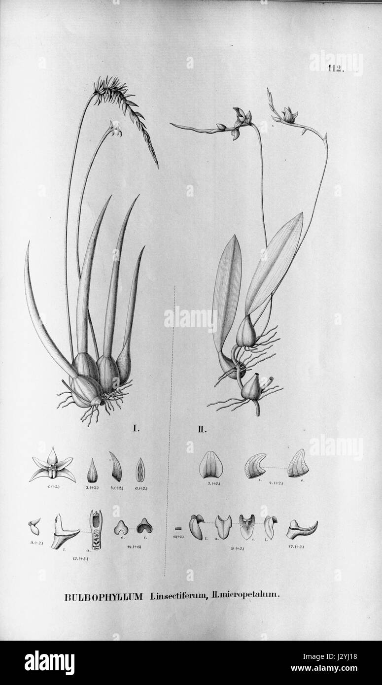 Bulbophyllum insectiferum - Bulbophyllum cribbianum (as Bulbophyllum micropetalum) - Fl.Br. 3-5-112 Stock Photo