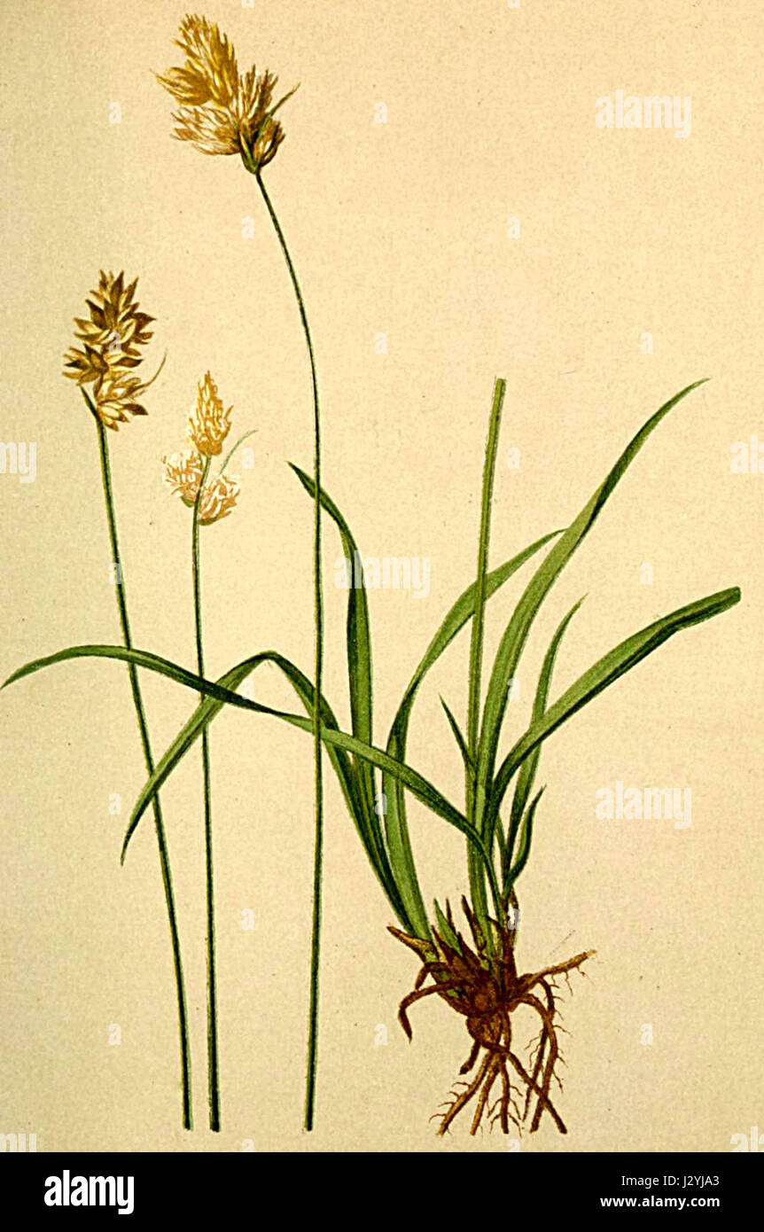 Carex leporina Atlas Alpenflora Stock Photo