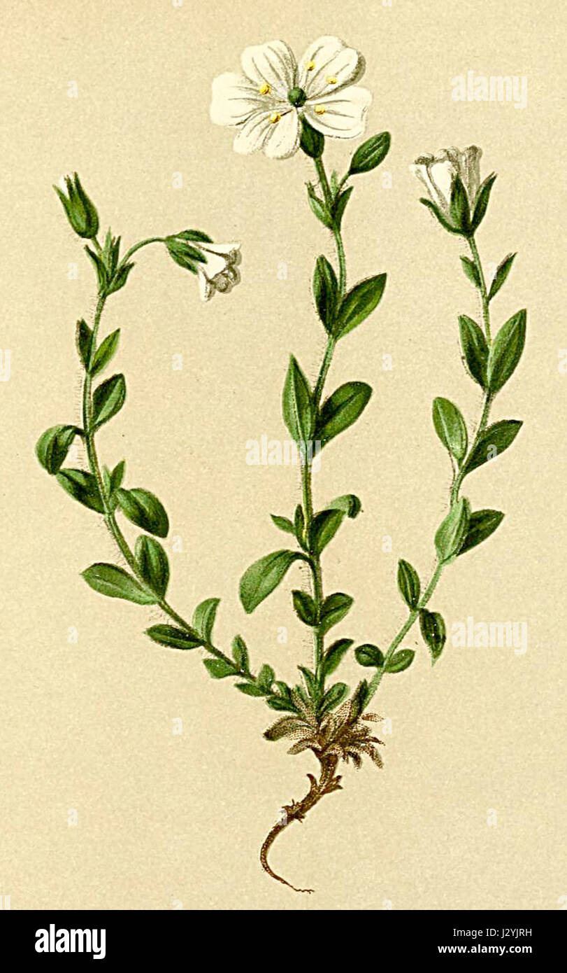 Cerastium alpinum Atlas Alpenflora Stock Photo