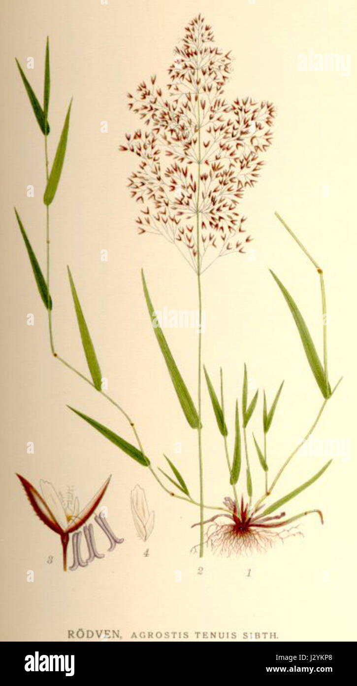 Agrostis tenuis Stock Photo