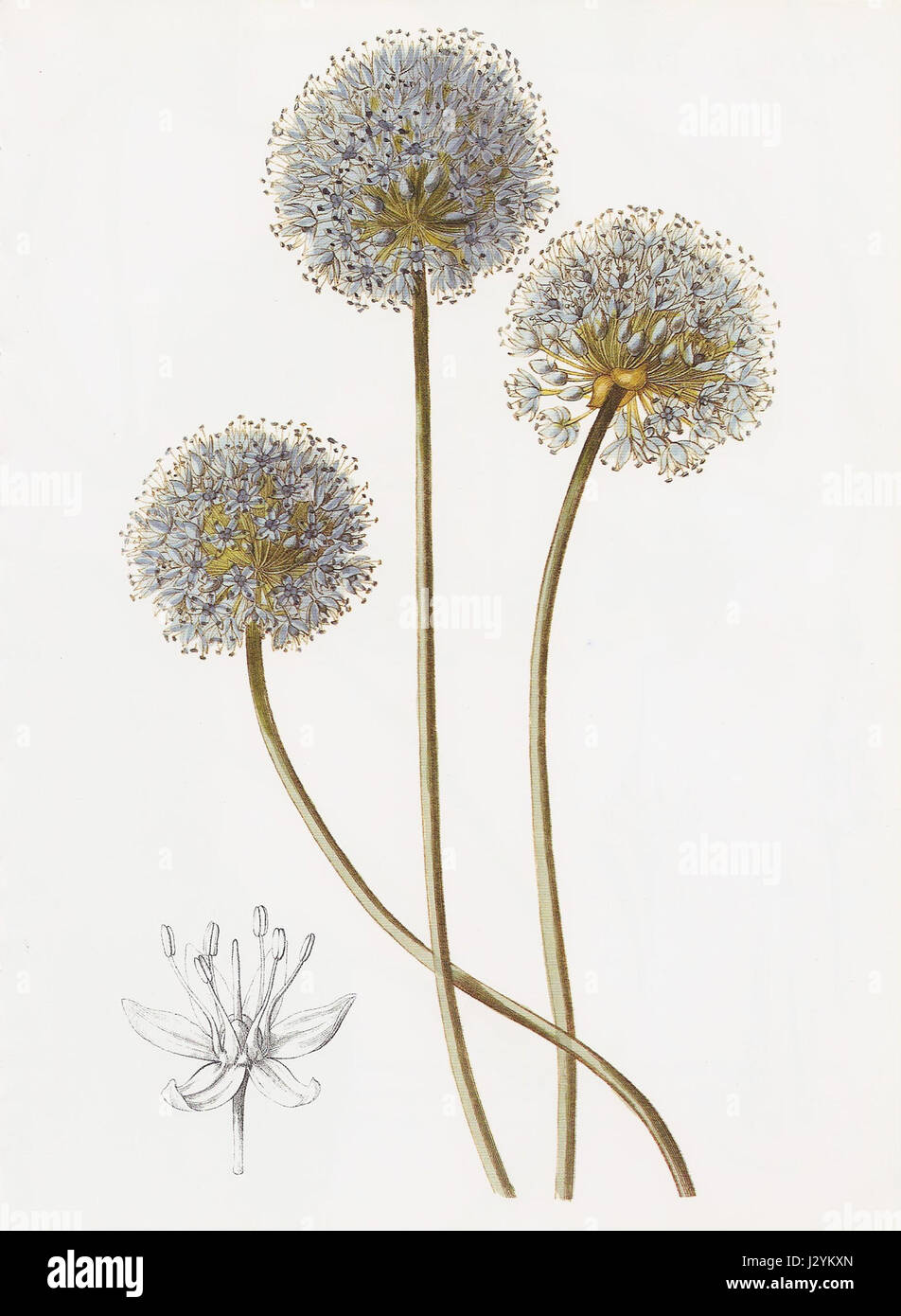 Allium caeruleum RHS Stock Photo