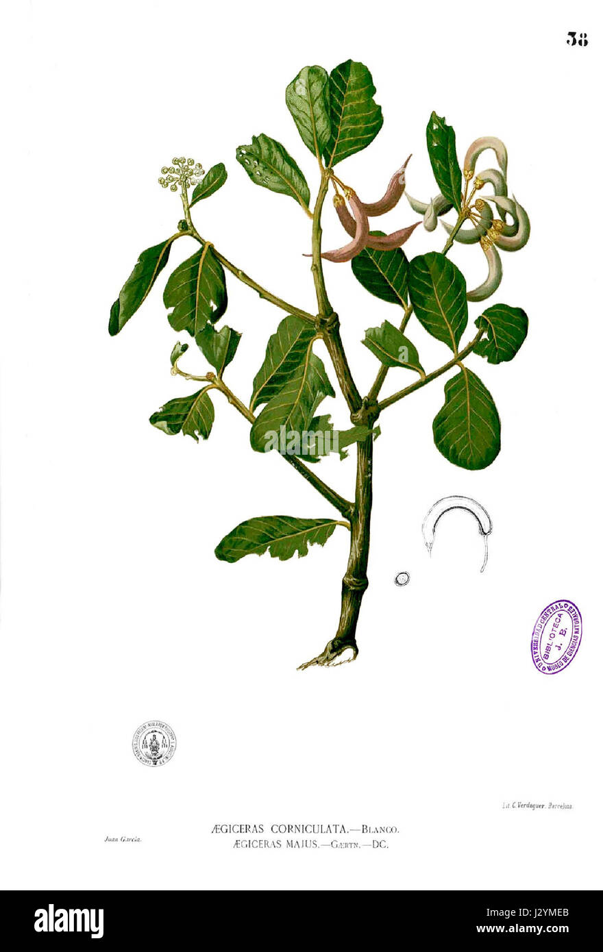 Aegiceras corniculatum Blanco1.38 Stock Photo