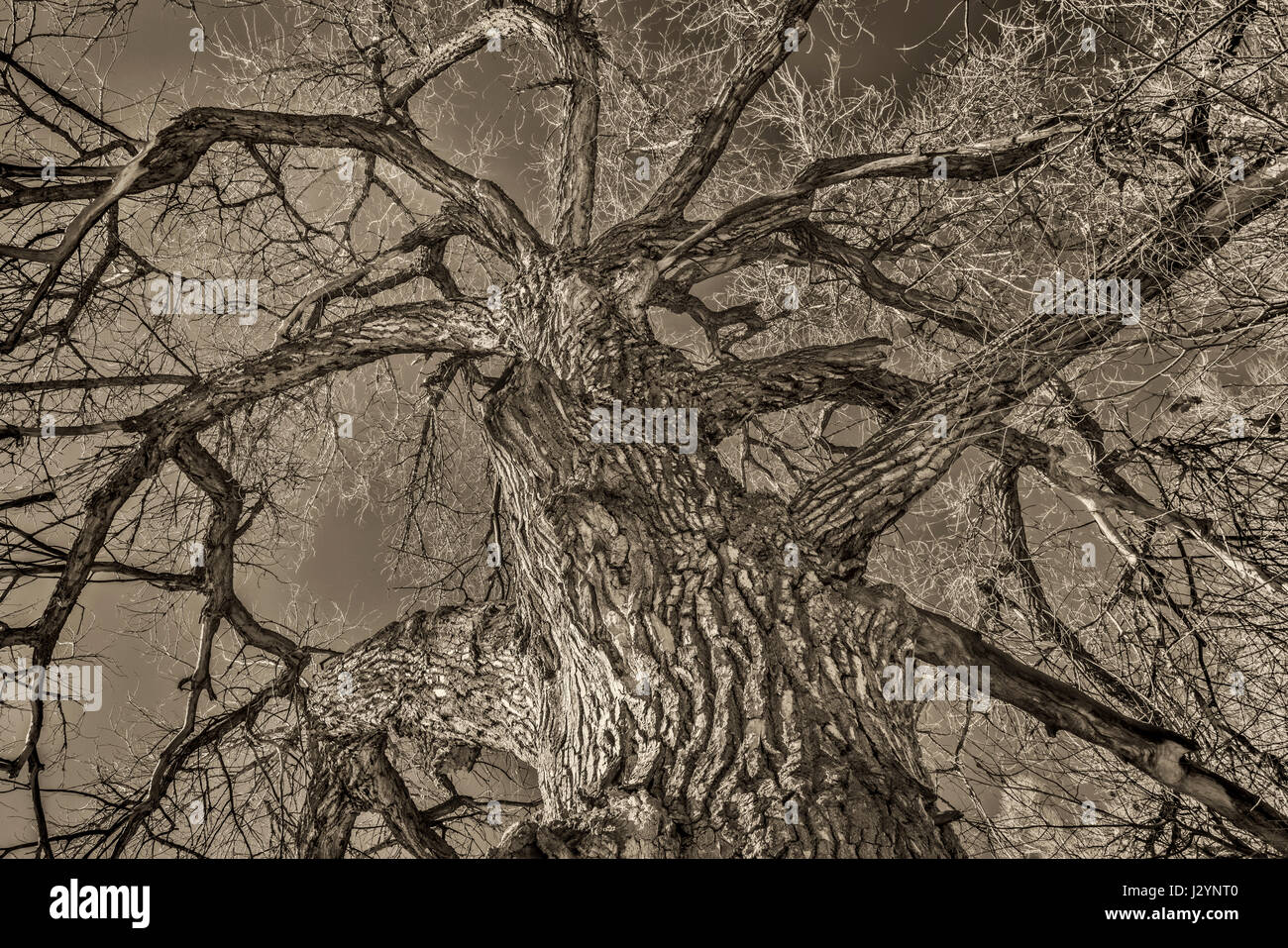 Giant cottonwood tree with without leaves native to Colorado Plains