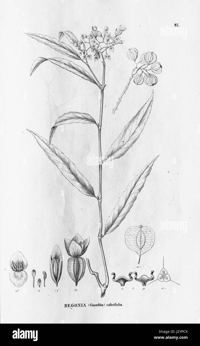 Begonia undulata Stock Photo