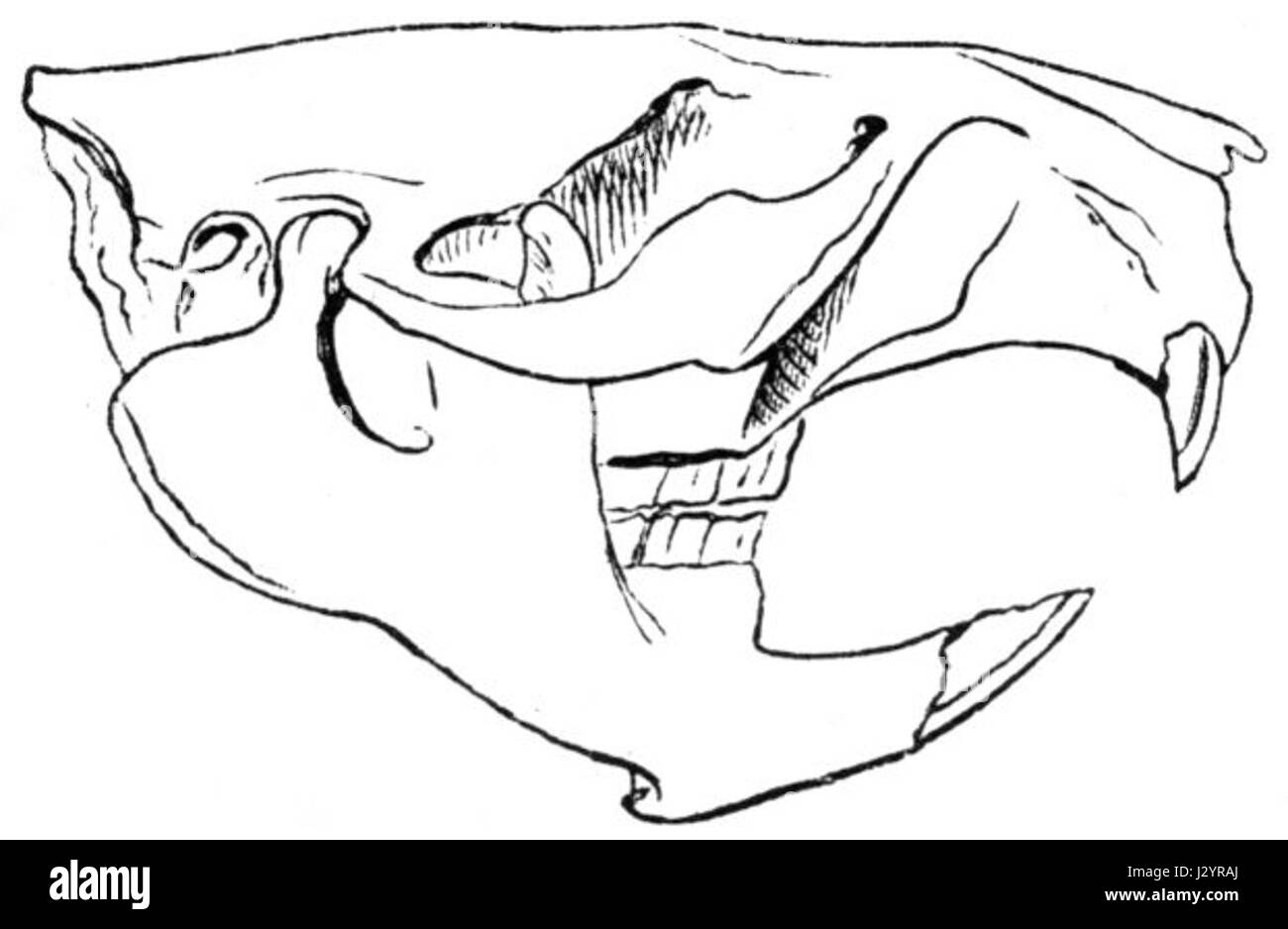 Beaver Skeleton Drawing