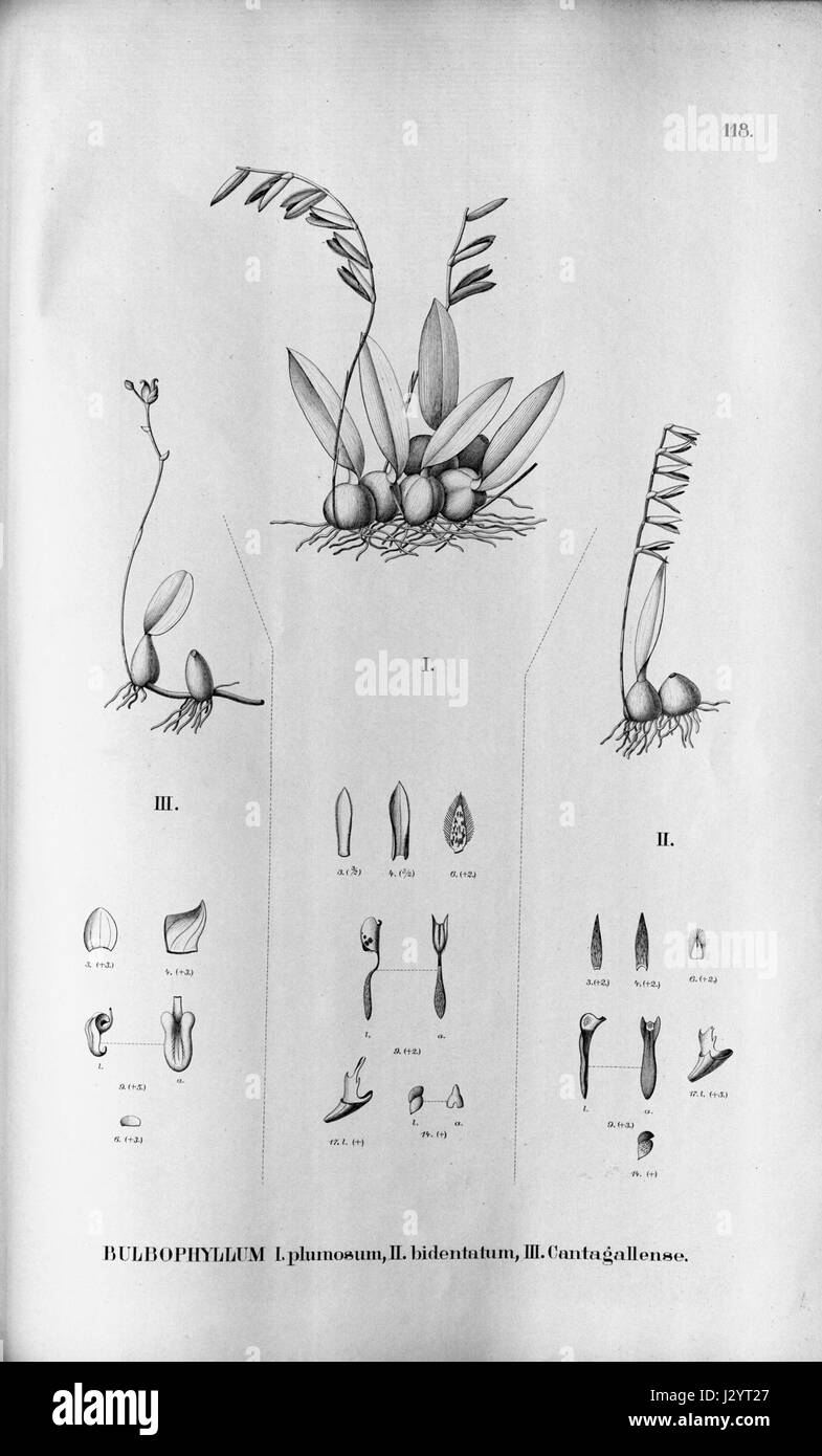 Bulbophyllum plumosum - Bulbophyllum bidentatum - Bulbophyllum cantagallense - Fl.Br. 3-5-118 Stock Photo