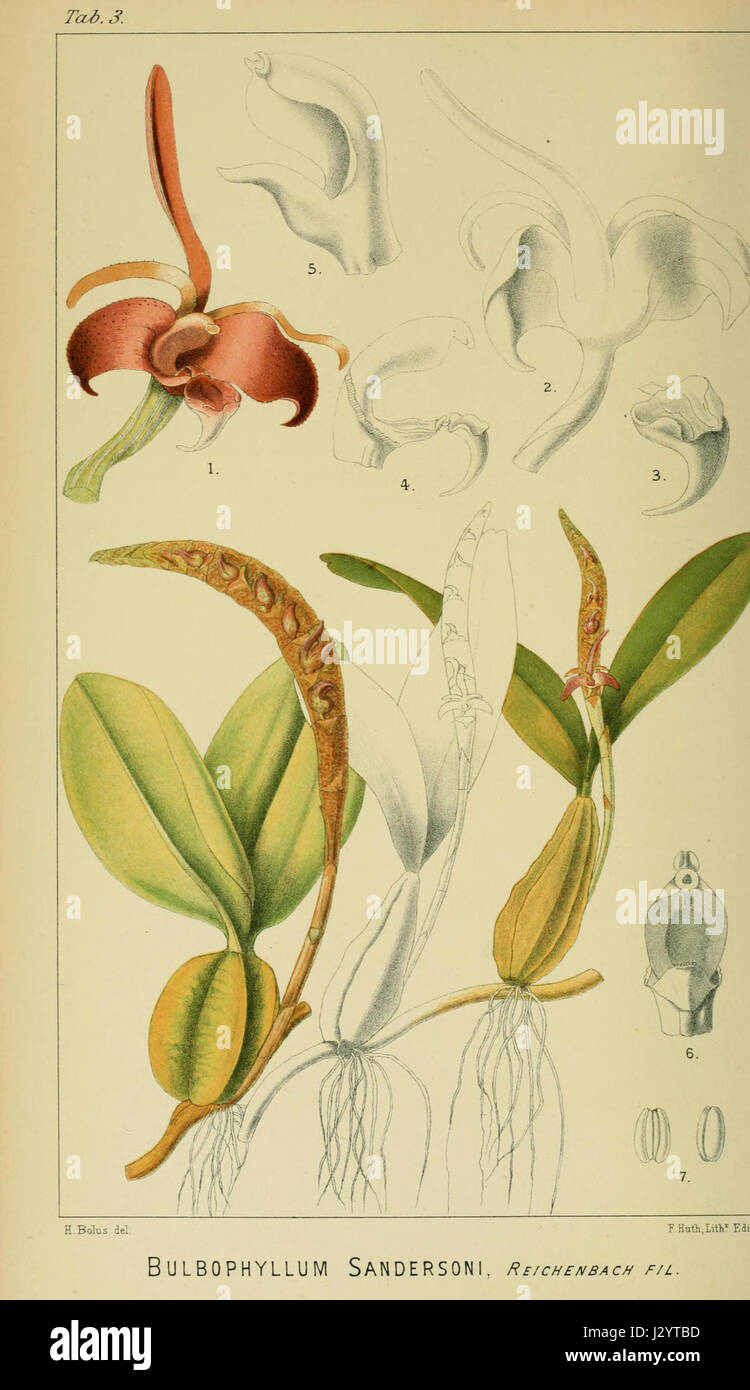 Bulbophyllum sandersonii - Harry Bolus - Orchids of South Africa - volume I tab. 3 (1896) Stock Photo