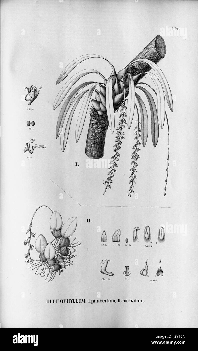 Bulbophyllum punctatum - Bulbophyllum barbatum - Fl.Br. 3-5-114 Stock Photo
