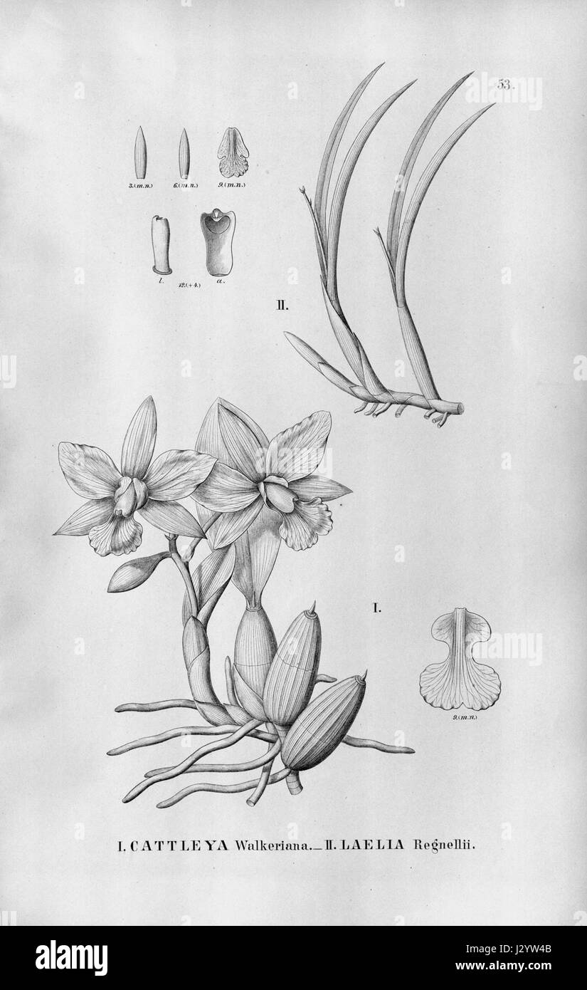 Cattleya walkeriana - Sophronitis lundii (as Laelia regnellii) - Fl.Br.3-5-53 Stock Photo