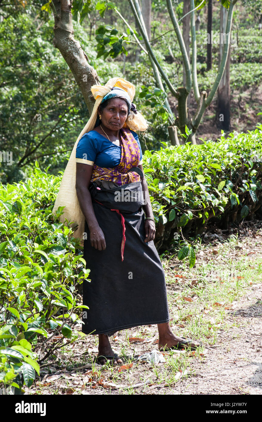 Female tea workers hi-res stock photography and images - Alamy
