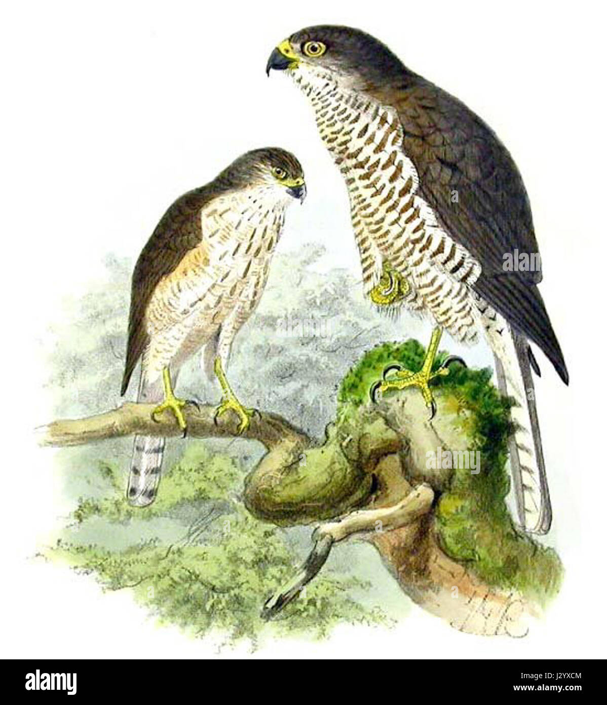 定価3.8万◆1871年ロンドン Henry Eeles Dresser「鳥類譜 定価3.8万◇1871年ロンドン Henry Eeles Dresser「鳥類譜